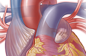 Anterior External Heart Medical Illustration