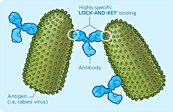 How Do Antibodies Work? Medical Illustration