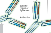 Antibody Diversity Medical Illustration