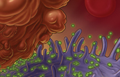 Leukocyte Surface Liposomes Adherence to Circulating Cancer Medical Illustration