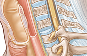 Neck Anatomy Medical Illustration