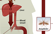Malaria Life Cycle Medical Illustration