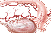 Arterial Supply of the Ovary, Uterine Tube, and Uterus Medical Illustration
