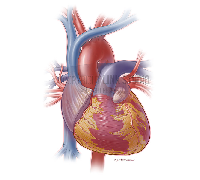 Heart Anatomy - Link Studio