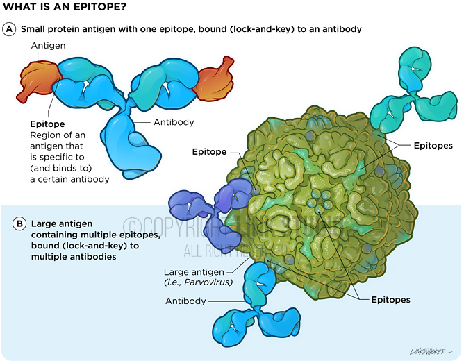 What is an epitope medical illustration