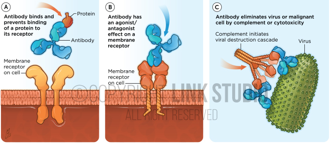 antibodies medical illustration