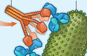 antibodies medical illustration