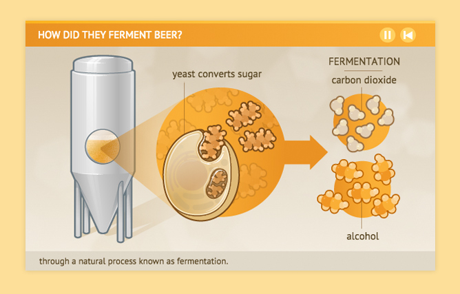 Fermentation animated information graphic