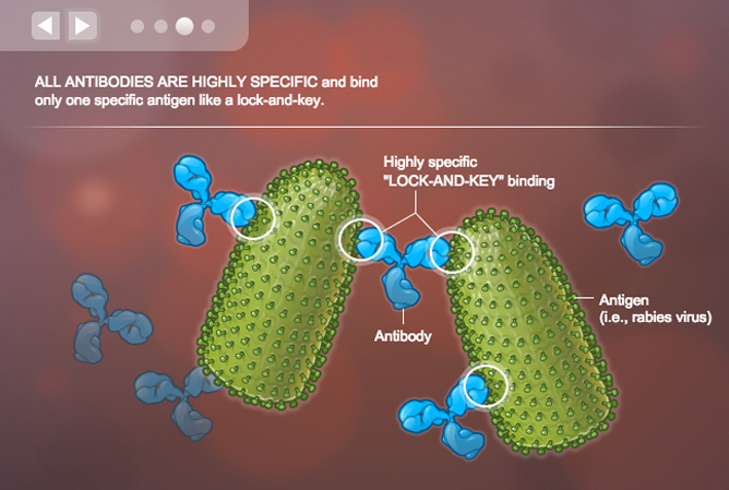 How do antibodies work medical animation