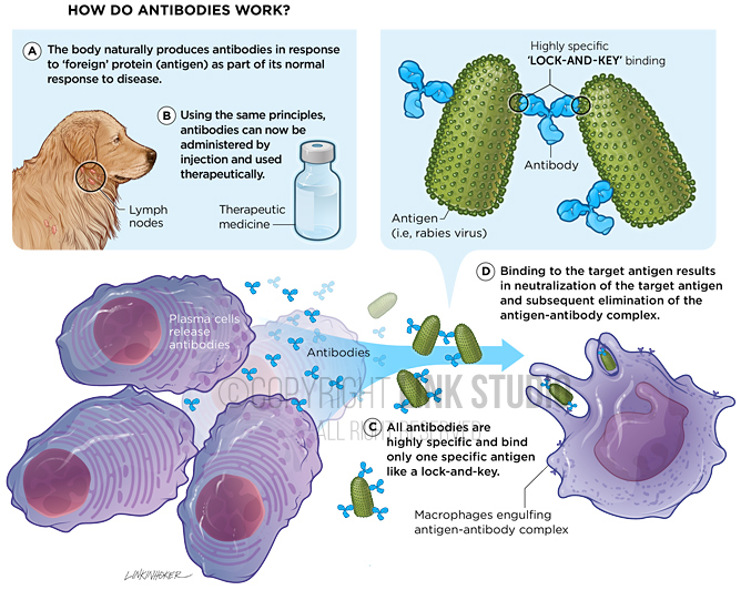 How do antibodies work medical illustration