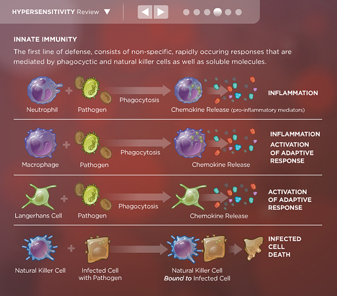 Immunity review medical interactive