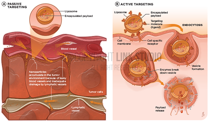 Cell Targeting by Nanoparticles Medical Illustration