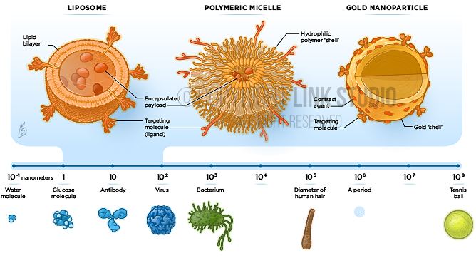 Nanoparticle Size Relationships Medical Illustration