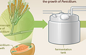 Penicillin discovery/production medical illustration