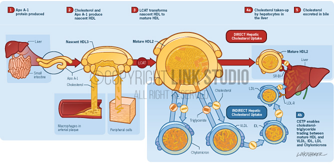 Reverse cholesterol transport medical illustration