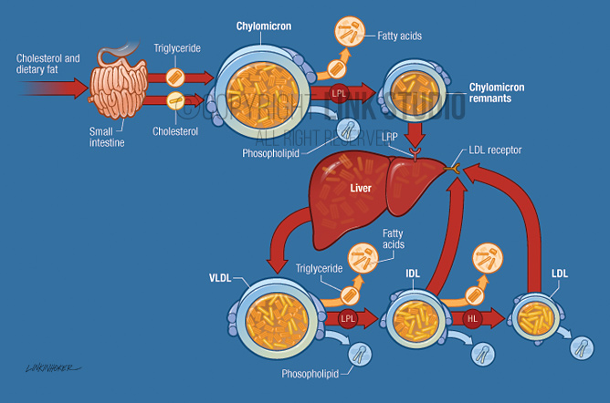 Triglyceride metabolism medical illustration