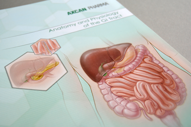 Digestive system anatomy sales training cover