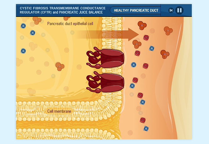 CFTR and the pancreas animation