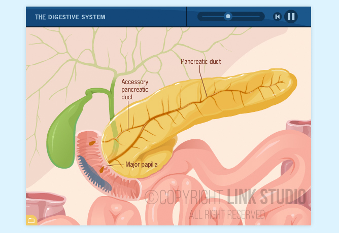 Digestive System & Cystic Fibrosis Animations - Link Studio