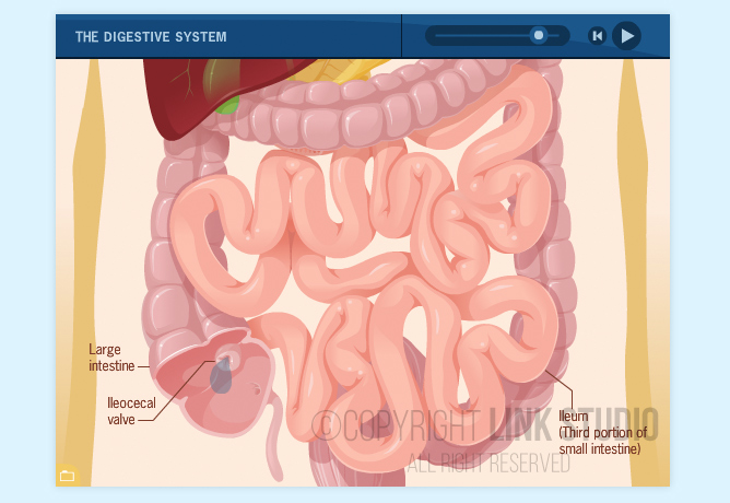 Digestive System Animation