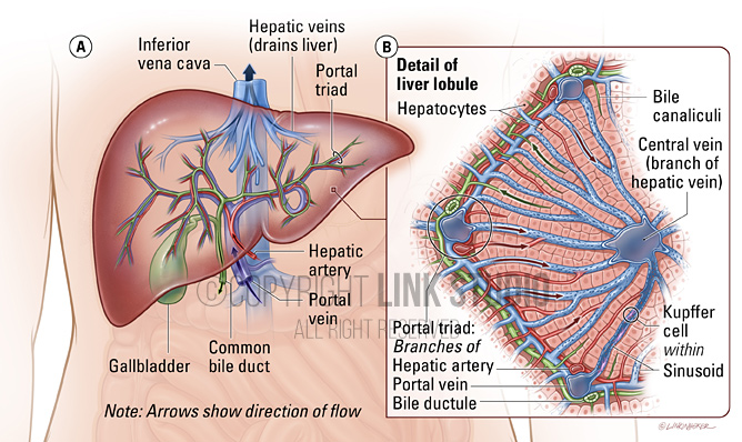 Liver anatomy medical illustration