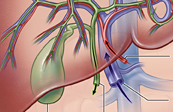 Liver anatomy medical illustration
