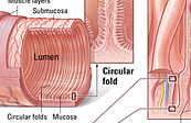 Small intestine structure medical illustration