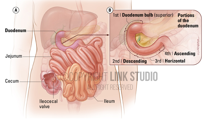 Small intestine medical illustration