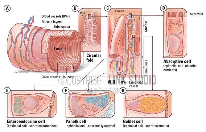Small intestine structure / histology medical illustration