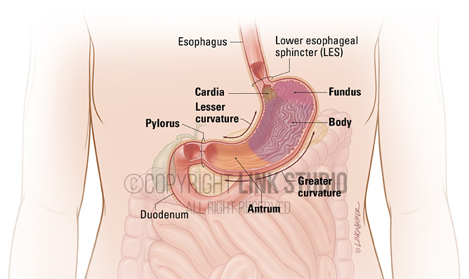 Interior stomach medical illustration
