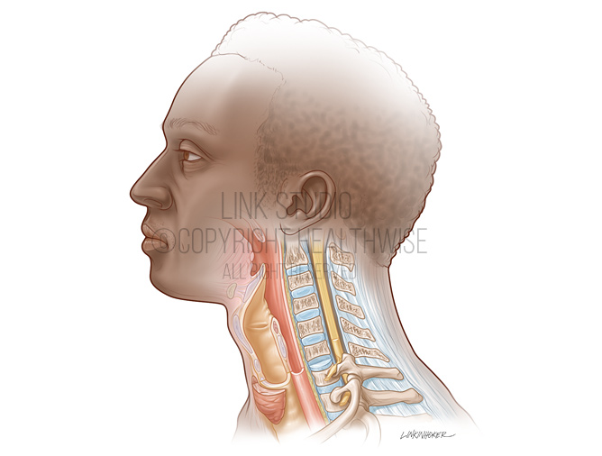 Neck anatomy medical illustration