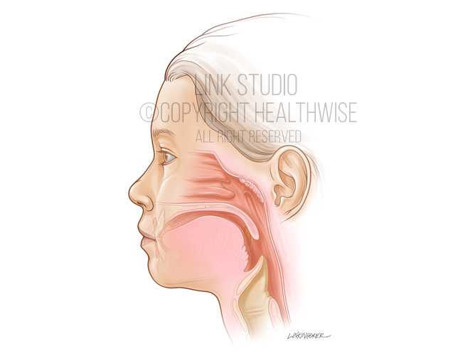 Pediatric pharynx medical illustration