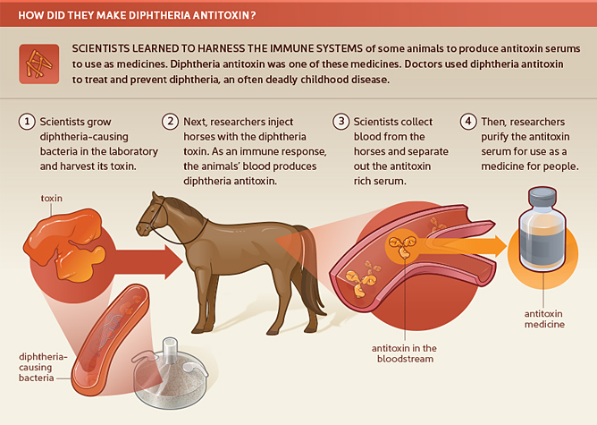 Diphtheria antitoxin medical illustration