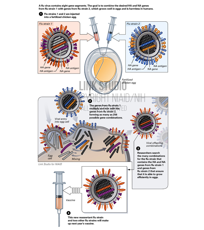 Influenza vaccine development - reassortment illustration