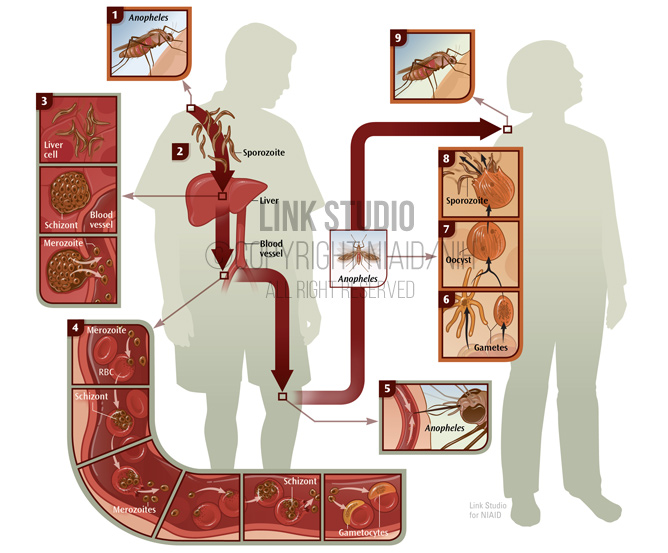 Life cycle of malaria medical illustration