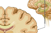 Coronal section of the brain medical illustration