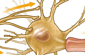 Synapse of a neuron medical illustration
