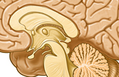 Midsagittal view of the brain medical illustration