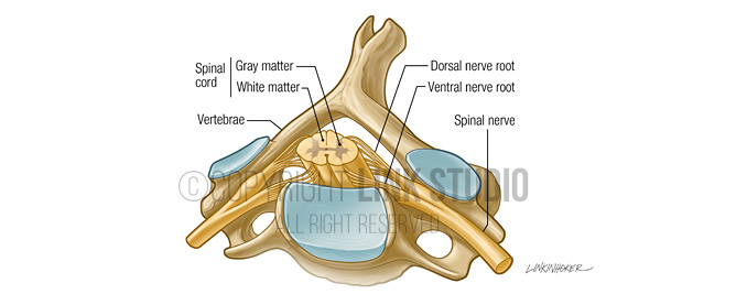Spinal cord medical illustration
