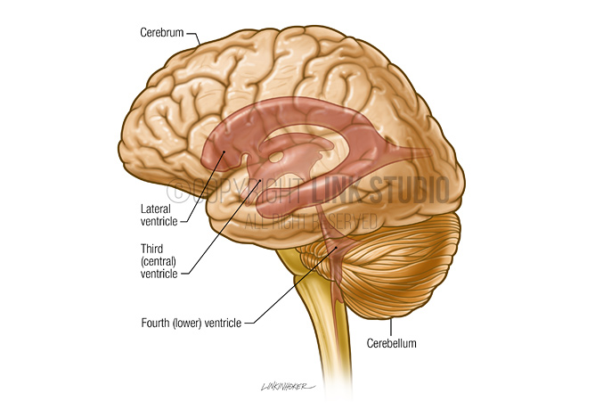 Ventricles of the brain medical illustration