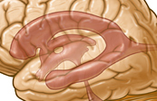 Ventricles of the brain medical illustration