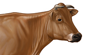 Dairy cow illustration