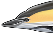Common dolphin illustration