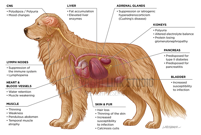 Canine organs affected by corticosteroids medical illustration