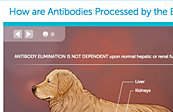 Canine Allergic Disease, Itch cycle website