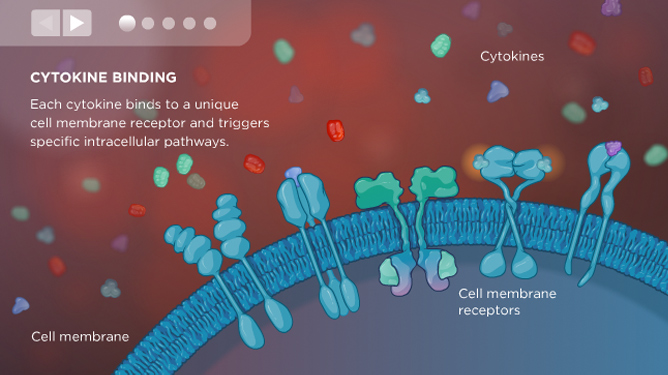Cytokines receptors medical animation