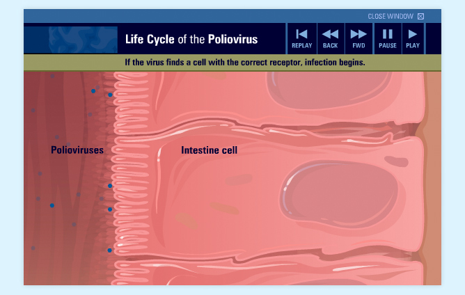 Life Cycle Of the Poliovirus medical animation