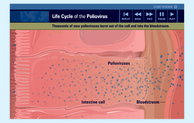 Life Cycle Of the Poliovirus medical animation
