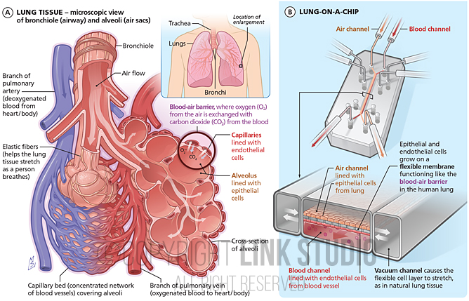 Lung-On-A-Chip medical illustration