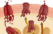 Johns Hopkins Cystic Fibrosis website what is CFTR mutatlions medical illustration